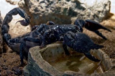 Ученые сделали из яда скорпиона лекарство от рака