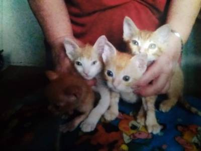 «Изгрызли 70 пипеток»: как жительница Воронежа спасла найденных на мусорке котят