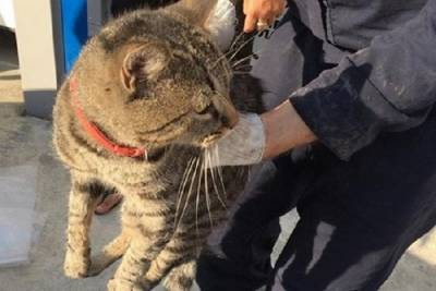 Спасатели Новороссийска разобрали машину, чтобы спасти застрявшего в ней кота