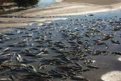 В Херсонской области зафиксировали массовый мор рыбы