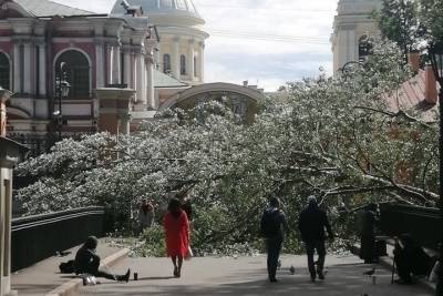 Упавшее в Александро-Невской Лавре дерево перегородило дорогу к храмам