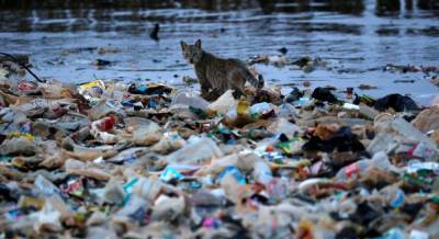 Техника уже не в состоянии справиться с кучами мусора: Венгрия просит Украину и Румынию не загрязнять реки