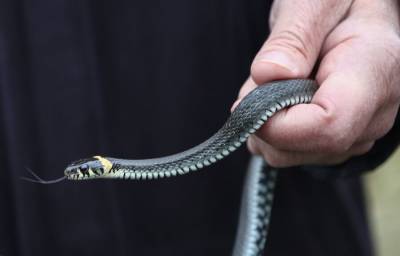 Женщина нашла змею в шкафу в Сергиевом Посаде
