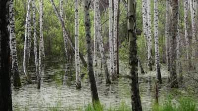 Национальный парк "Шушенский бор" уходит под воду