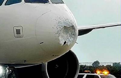 Стая птиц пробила нос самолету, летевшему из Флориды – лайнер экстренно приземлился