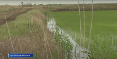 Урожай риса под угрозой: в Пролетарском районе Ростовской области не хватает воды для орошения полей
