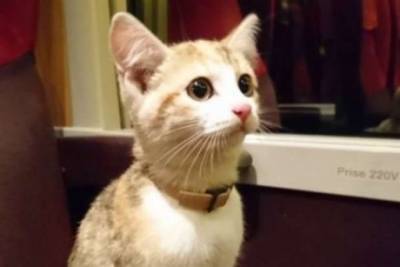 Трехцветный котенок, совершивший самостоятельное путешествие на поезде в поисках хозяйки, стал звездой Сети (ФОТО)