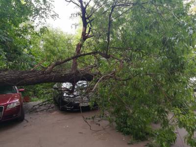 За время непогоды в Москве упали 25 деревьев