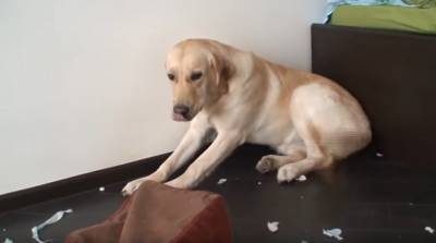 Собаки отлично повеселились дома в отсутствии хозяина - видео