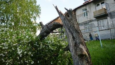 100 деревьев повалил ветер в Подмосковье