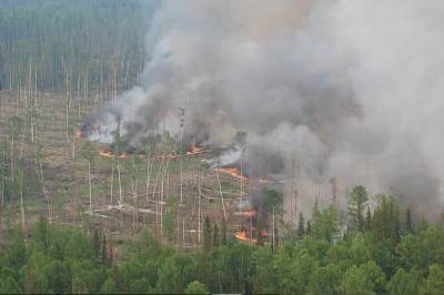 За сутки в России потушили почти 80 природных пожаров