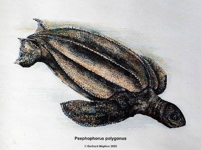 В Германии обнаружили останки древней черепахи