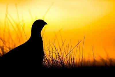 Скоро в Карелии начнут выдавать разрешения на добычу птиц