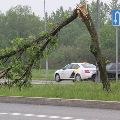 130 деревьев повалило ветром в Москве и Подмосковье во время грозы