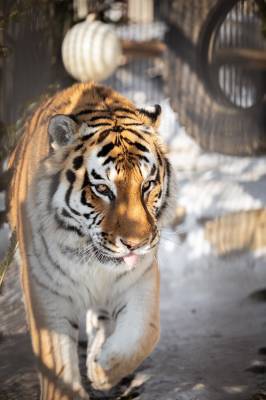 Сахалинцев приглашают отметить юбилей тигра Амура