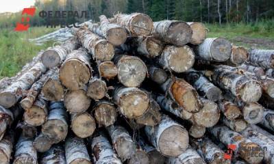 Свердловчан посадили за вырубку леса на 9,3 миллиона рублей
