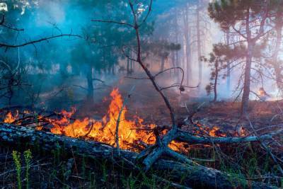 В Ивановской области лесной пожар тушили десять человек