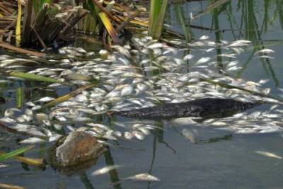 Массовый мор рыбы зафиксировали также в Херсонской области