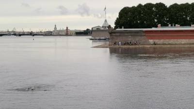 Петербуржцы устроили заплыв у Троицкого моста