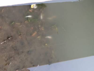 Сильная жара и стоячая вода: причины мора рыба в Комсомольском пруду