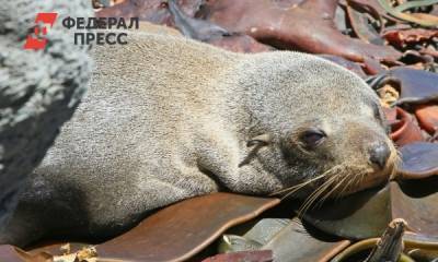 Жители Казахстана забили тюленя ради селфи
