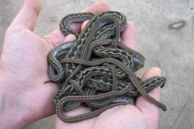 В одном из скверов Днепра спасатели поймали огромную змею