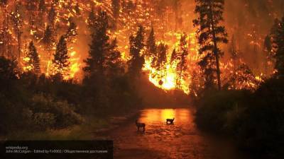 Полиция Украины завела дела из-за лесных пожаров в Луганской области