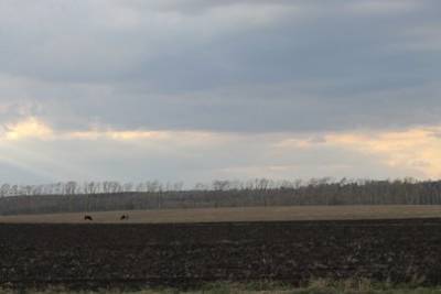 Одна из крупнейших мясных компаний Башкирии получит 29 гектаров земли без проведения торгов
