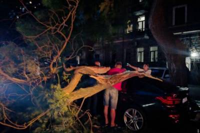 В Одессе поваленное ветром дерево "отправило" мужчину в реанимацию