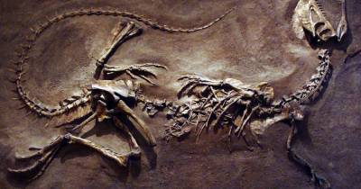Ученые восстановили настоящий облик динозавра из «Юрского периода»