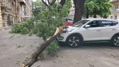 В Одессе сильный ветер повалил 63 дерева: 2 человека в больнице