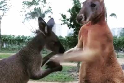 Видео с драмой в семье кенгуру набрало миллионы просмотров