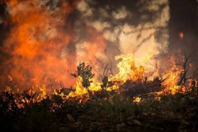 В Воронежской области за день сгорели еще 130 га леса