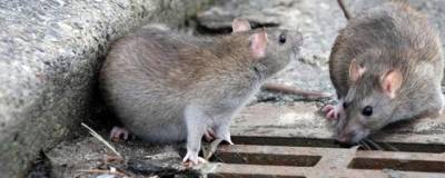Новосибирцы жалуются на полчища крыс в центре города