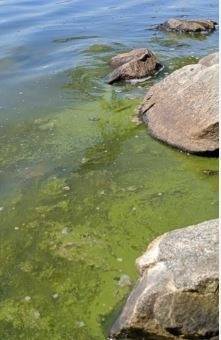 Источник питьевой воды Нижнего Тагила вновь покрылся зеленой пеной