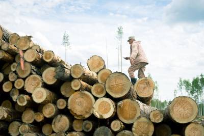Рубить здоровый лес в заказнике «нужно и должно»: результаты молниеносной проверки в Молчановском лесничестве