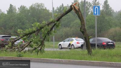 Бушующий в Москве и Подмосковье ветер повалил 130 деревьев
