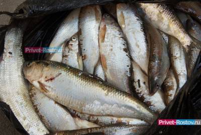 Рыба погибла в Азовском море из-за жары