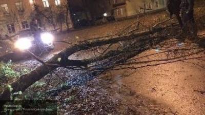 Москва и область охвачены ветром, который повалил 130 деревьев и унес палатку