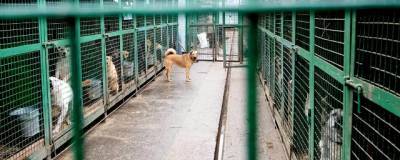 В десяти районах Якутии будут организованы приюты для животных