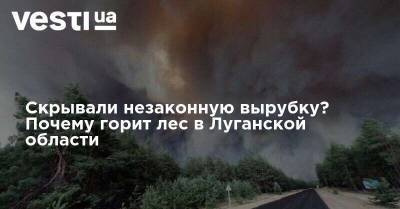 Скрывали незаконную вырубку? Почему горит лес в Луганской области