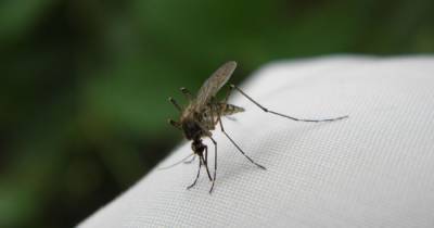 Во Львове медики обнаружили у мужчины опасную форму малярии