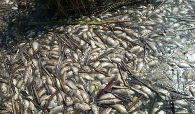 В тюменском озере погибла рыба из-за зеленой слизи