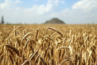 В России вывели новый сорт пшеницы