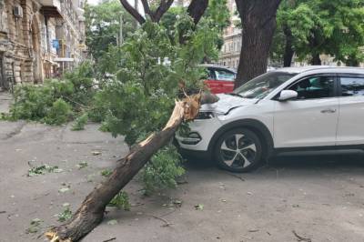 В Одессе сильный ветер сломан более полусотни деревьев: в больнице оказались два человека