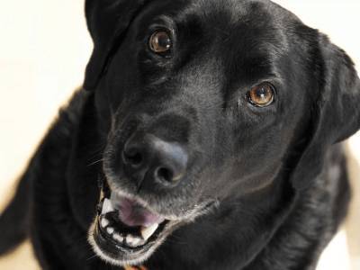 Собака спасла хозяев от мучительной смерти - live24.ru - США - шт.Пенсильвания