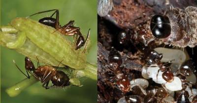 Выяснилось, как гусеницы превращают муравьев в своих нянек