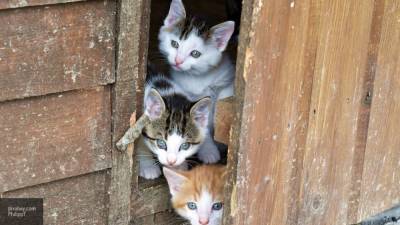 Доктор Мясников предупредил, что от кошек можно заразиться бубонной чумой