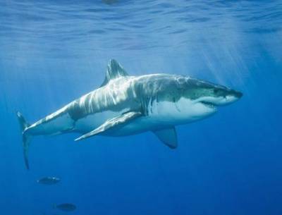В Австралии мужчина погиб после нападения акулы, — Fox News