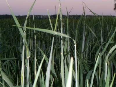 В Башкирии прогнозируют серьёзное увеличение урожая зерновых